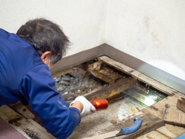Best Commercial Mold Removal  in Groveland, ID