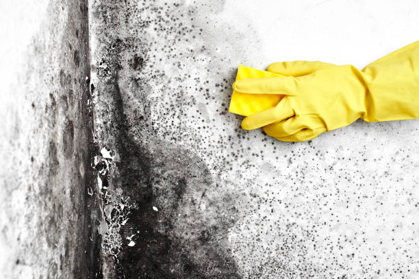 Best Mold Cleaning Services  in Groveland, ID