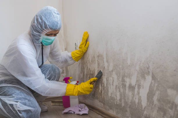 Best Mold Damage Repair  in Groveland, ID