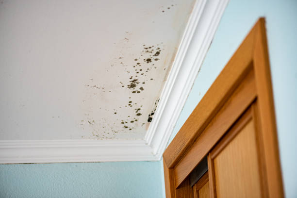 Best Professional Mold Removal  in Groveland, ID