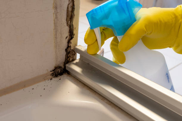 Best Certified Mold Removal  in Groveland, ID