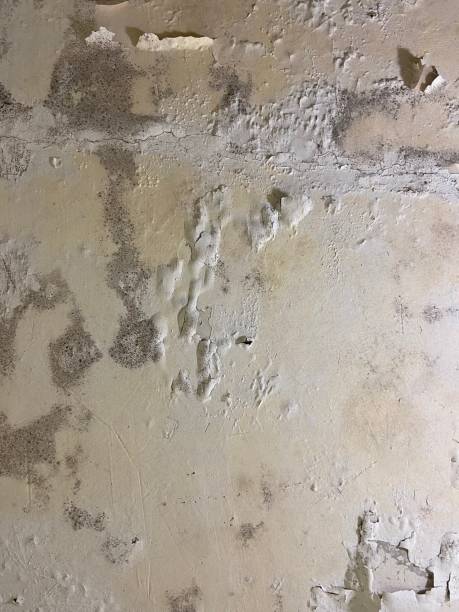 Mold Removal and Inspection in Groveland, ID