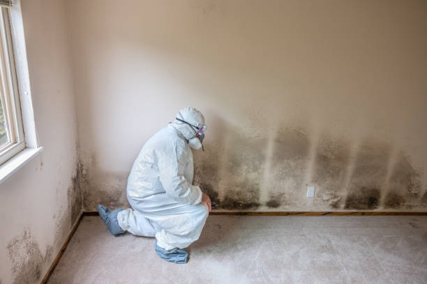 Best Residential Mold Removal  in Groveland, ID