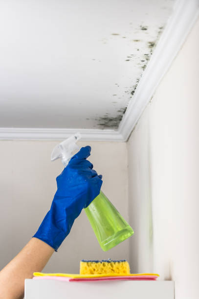Best Local Mold Removal Service  in Groveland, ID