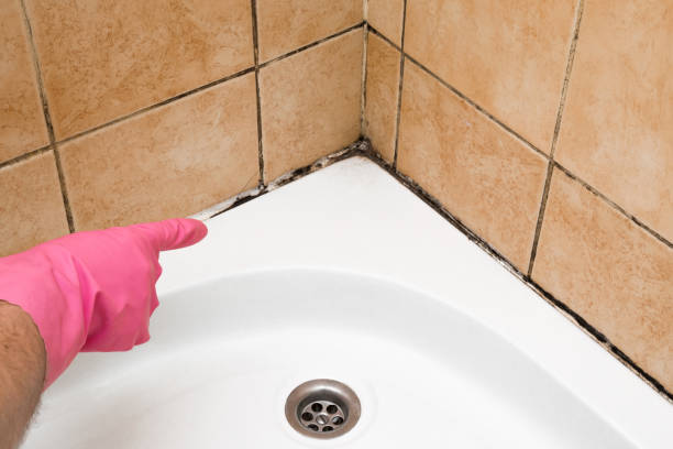 Best Mold Remediation  in Groveland, ID